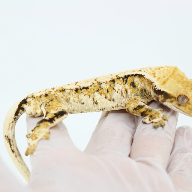 Tri Drippy White Spot Extreme Harlequin