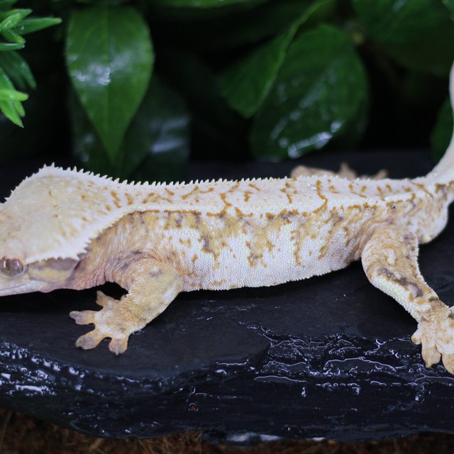 텐저린 화이트스팟 드리피