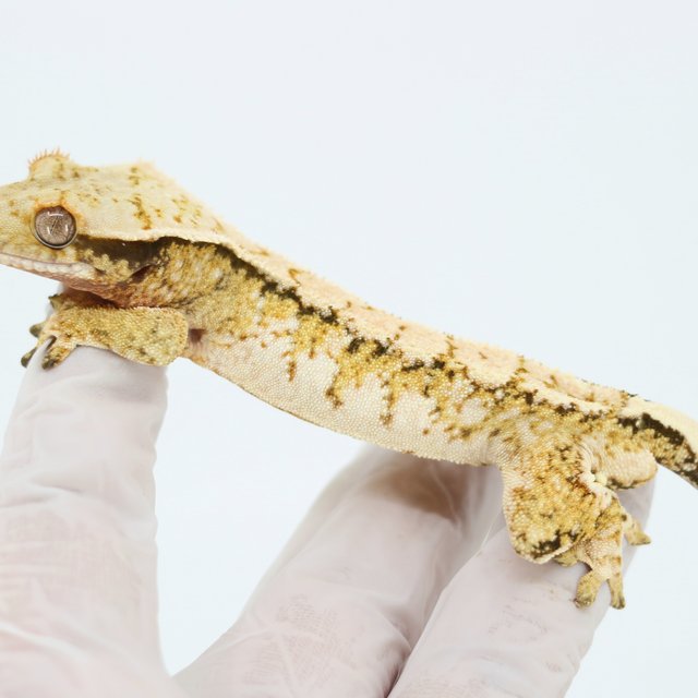 트라이 드리피 화이트스팟