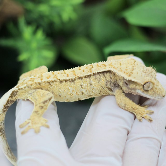 화이트스팟 드리피 익스트림할리퀸 트라이