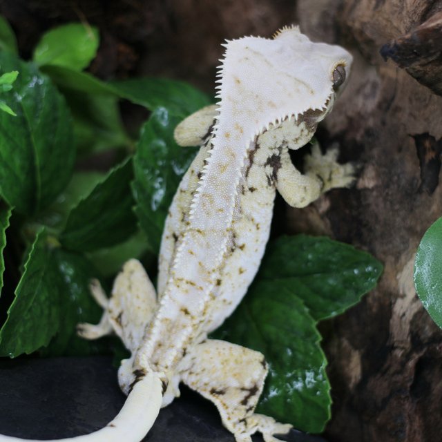 드리피 화이트스팟