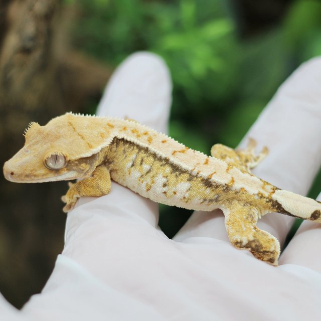 드리피 화이트스팟 익스트림할리퀸 트라이