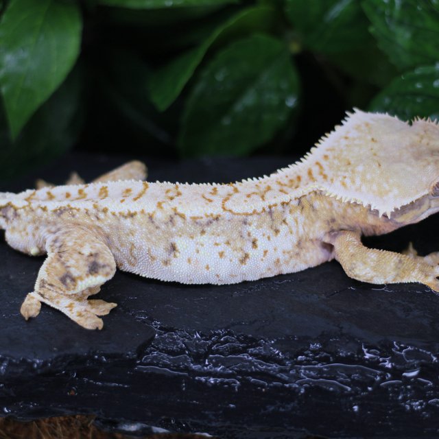 텐저린 화이트스팟 드리피