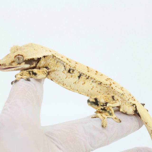 Extreme Harlequin White Spot Drippy