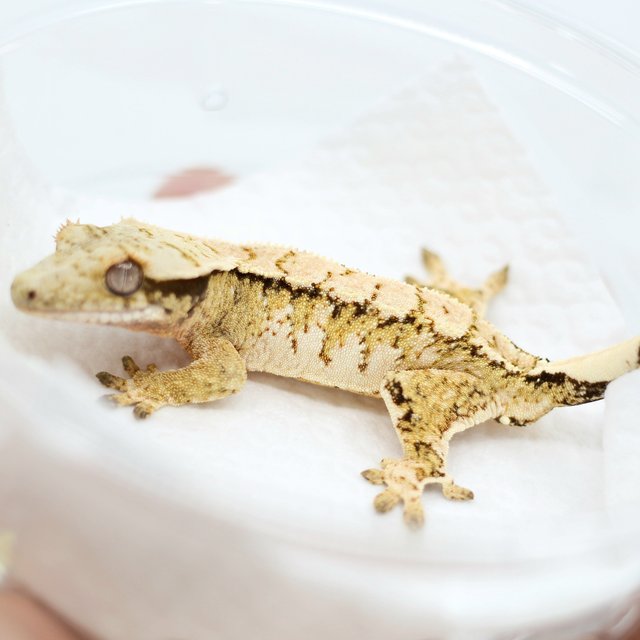 Tri Drippy White Spot