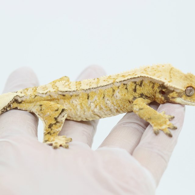 Drippy White Spot Extreme Harlequin