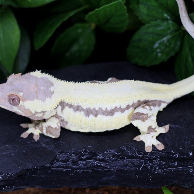 프라푸치노 100%헷아잔틱