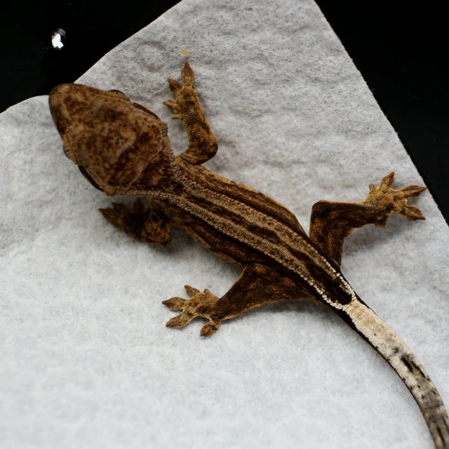 100% Het Axanthic