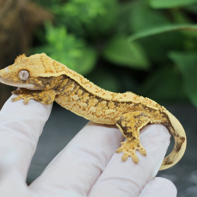 핀스트라이프 트라이 익스트림할리퀸 화이트스팟