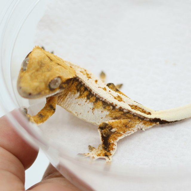 Tangerine Drippy Full Pinstripe Quad