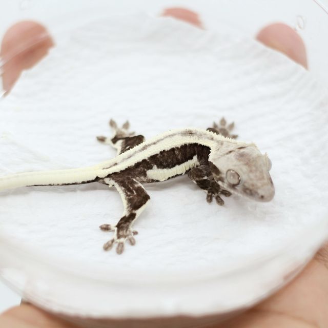 릴잔틱