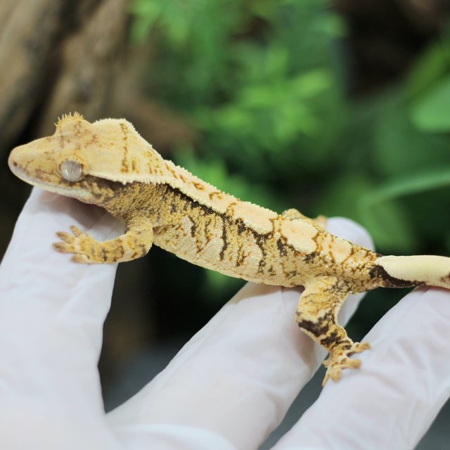 트라이 익스트림할리퀸 화이트스팟