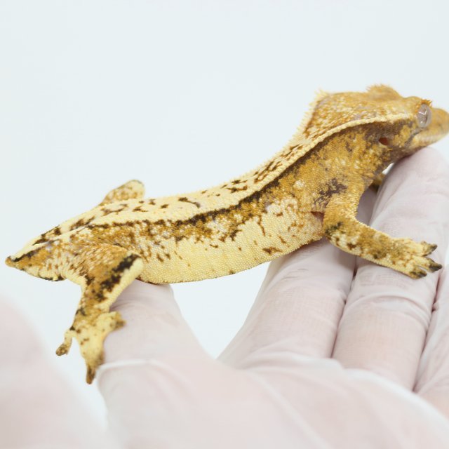 Extreme Harlequin Drippy Quad White Spot