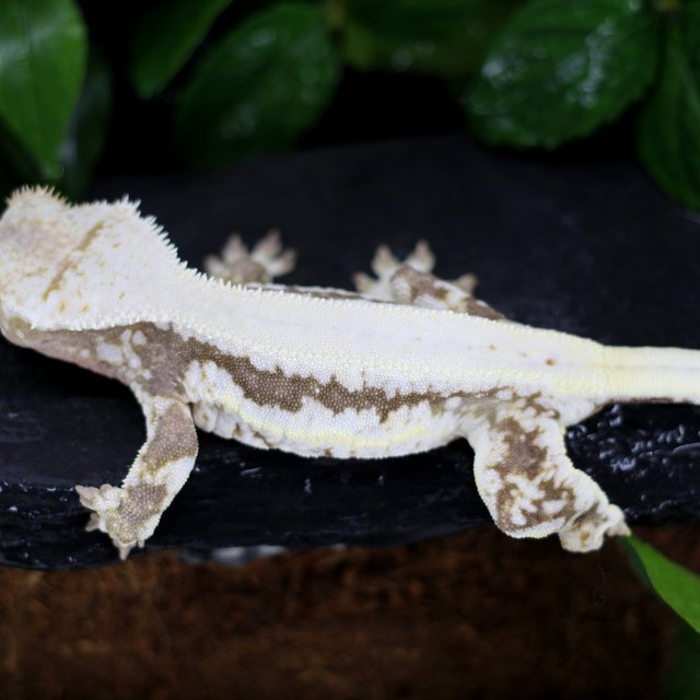 릴리100%헷아잔틱