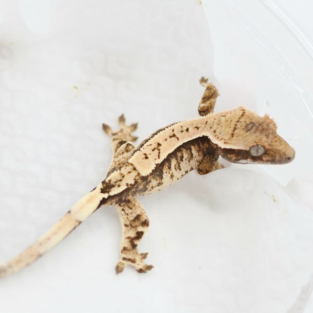 세이블