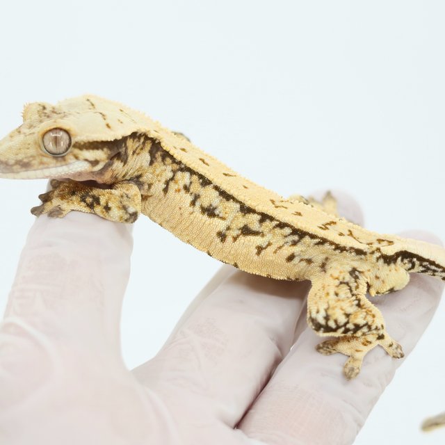 트라이 쿼드 핀스트라이프 익스트림할리퀸