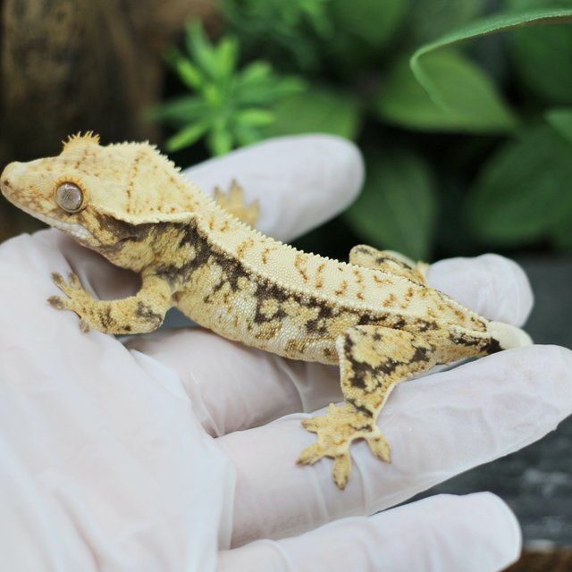 핀스트라이프 트라이 익스트림할리퀸 드리피