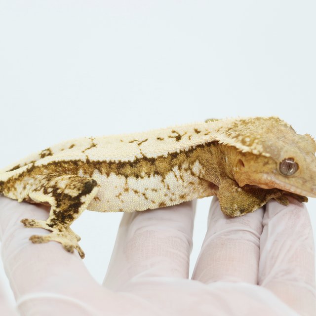 Quad Pinstripe Extreme Harlequin