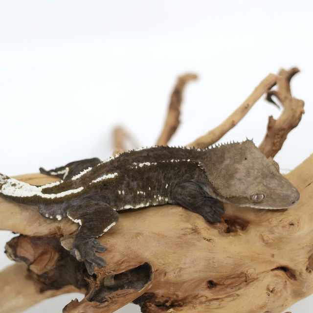 아잔틱