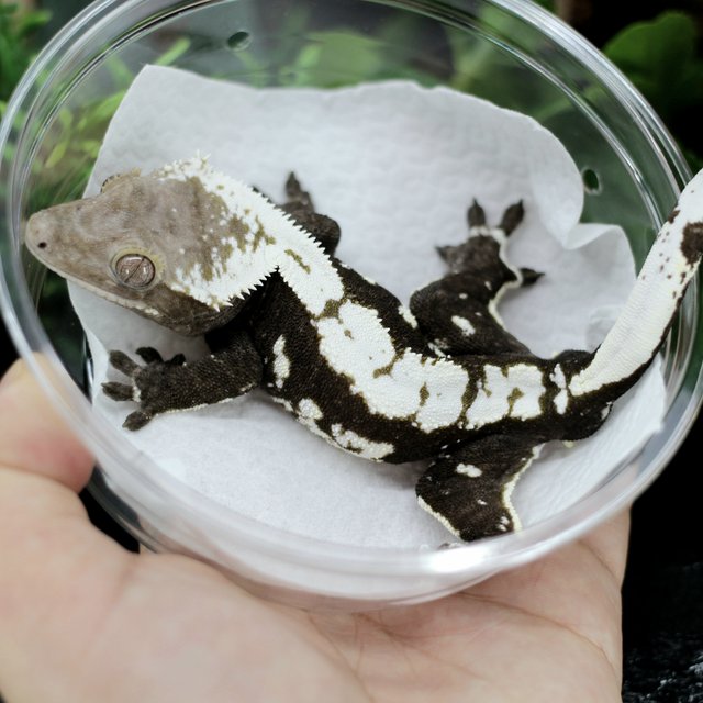 Axanthic