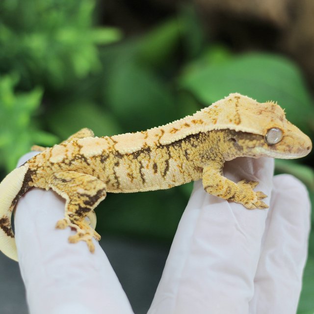 트라이 익스트림할리퀸 화이트스팟