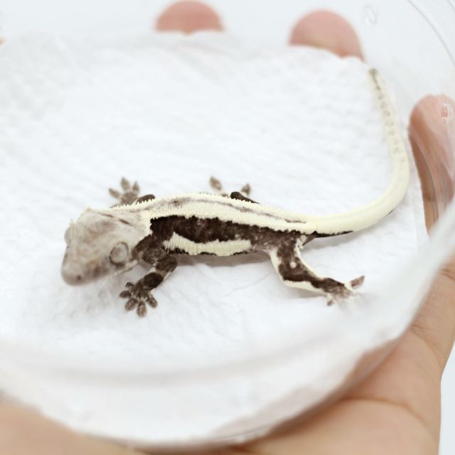 릴잔틱
