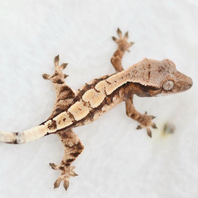 세이블