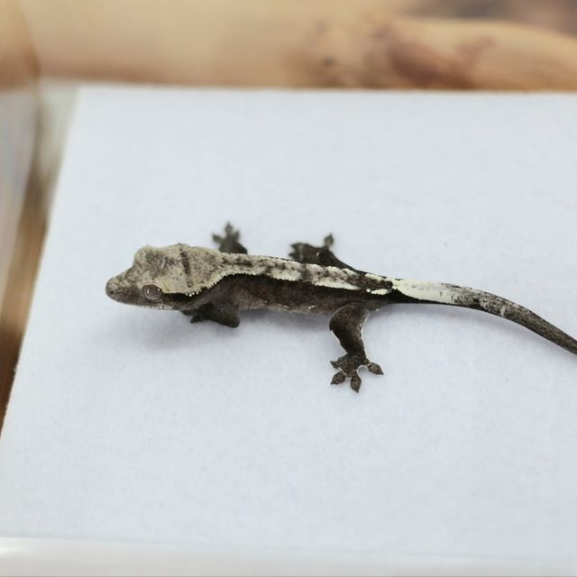 아잔틱