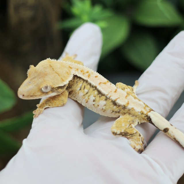 드리피 화이트스팟 익스트림할리퀸 트라이