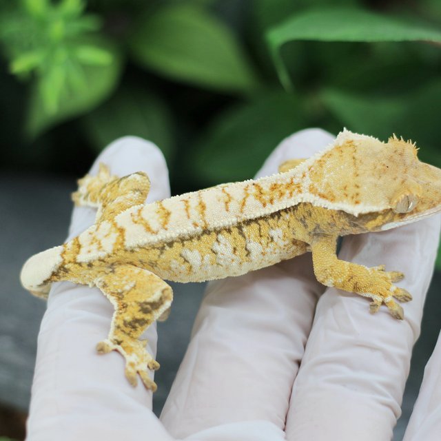 드리피 화이트스팟 트라이