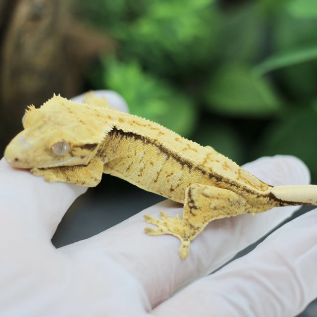 드리피 화이트스팟 익스트림할리퀸 트라이