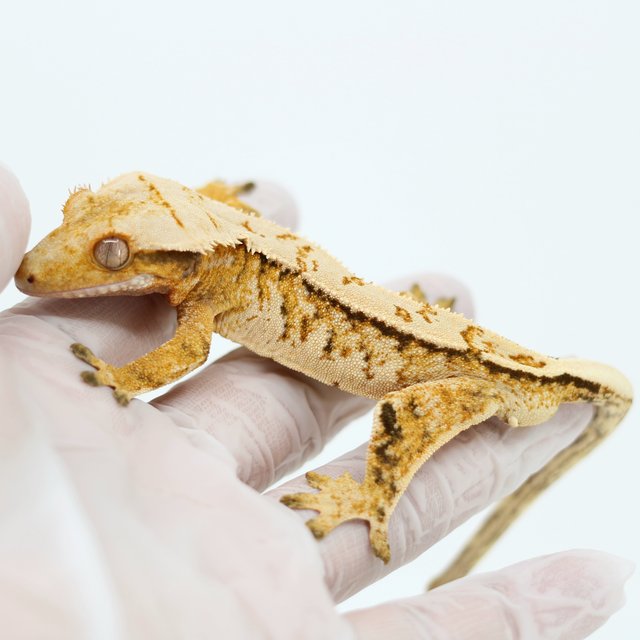 Tri White Spot Extreme Harlequin Tangerine