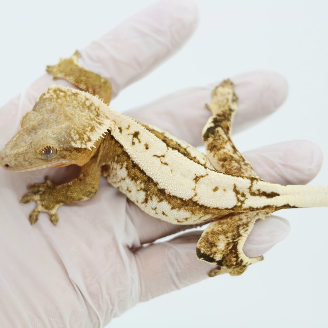 Quad Pinstripe Extreme Harlequin