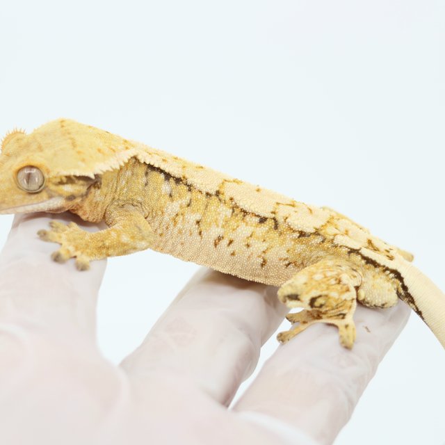 드리피 화이트스팟 트라이