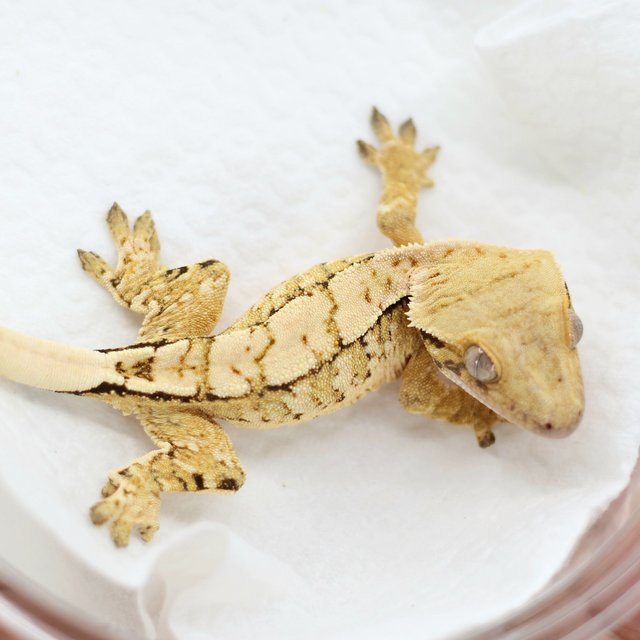 드리피 화이트스팟 트라이