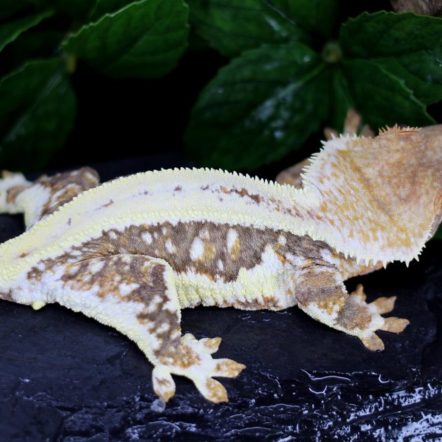 릴리100%헷아잔틱