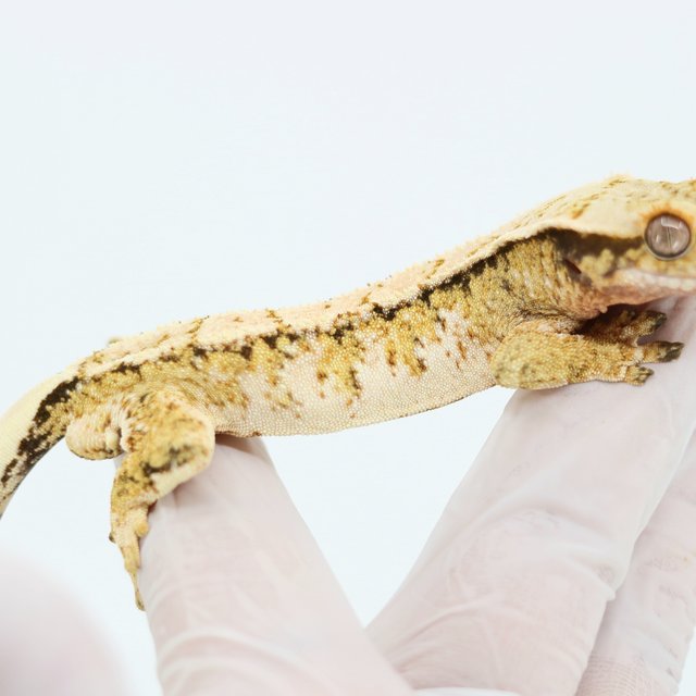 트라이 드리피 화이트스팟