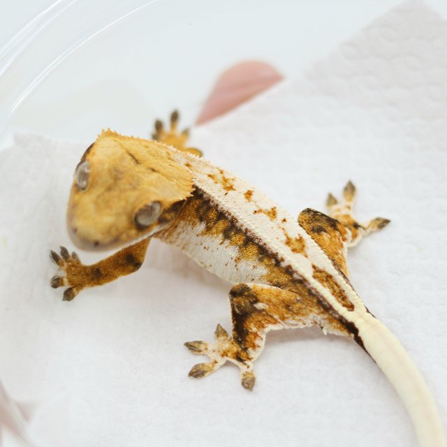 Tangerine Drippy Full Pinstripe Quad