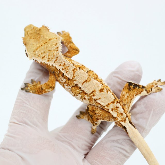 Tangerine White Spot Extreme Harlequin