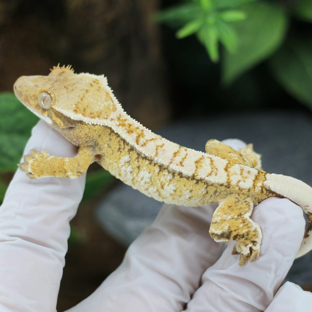 드리피 화이트스팟 트라이