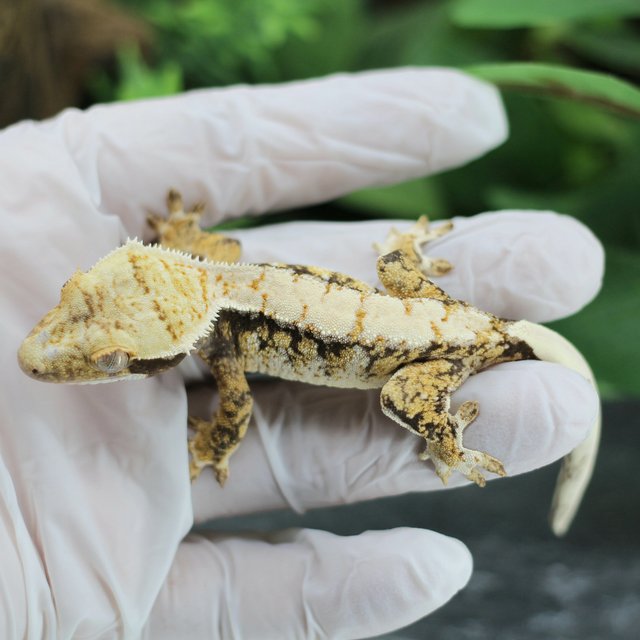 드리피 화이트스팟 익스트림할리퀸 트라이