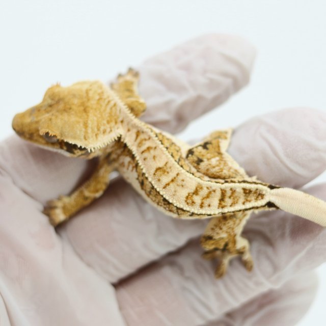 Tri Quad Extreme Harlequin Pinstripe