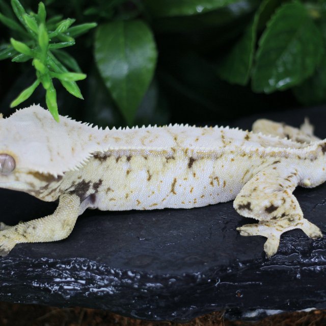 드리피 화이트스팟