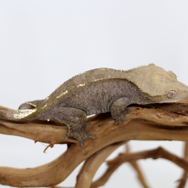 아잔틱