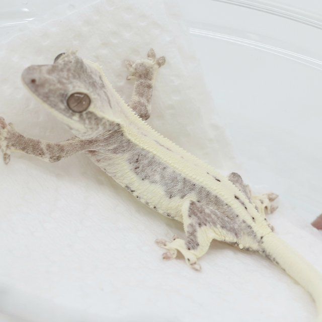 Lilly Axanthic