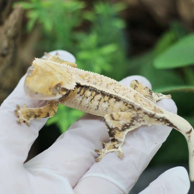 노멀 핀스트라이프 트라이 익스트림할리퀸 드리피