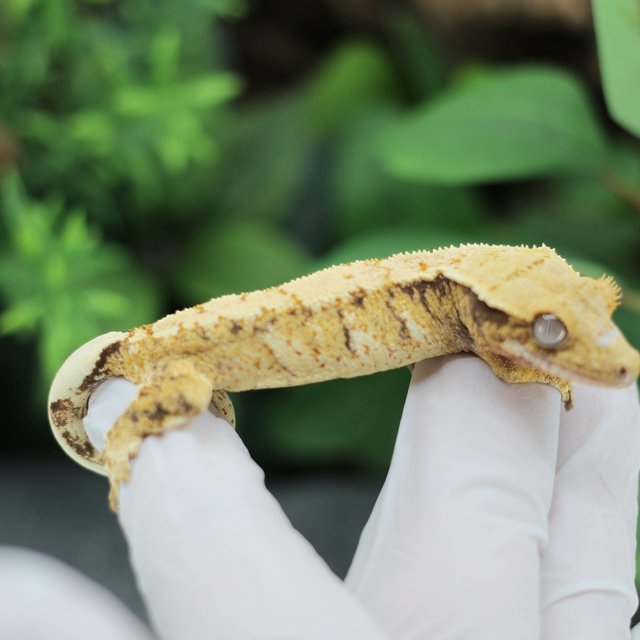 화이트스팟 드리피 익스트림할리퀸 트라이