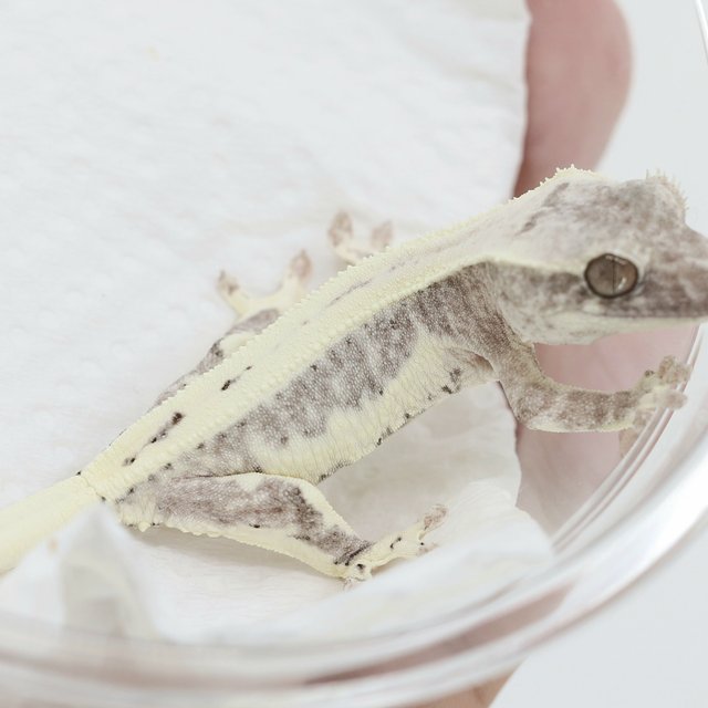 Lilly Axanthic