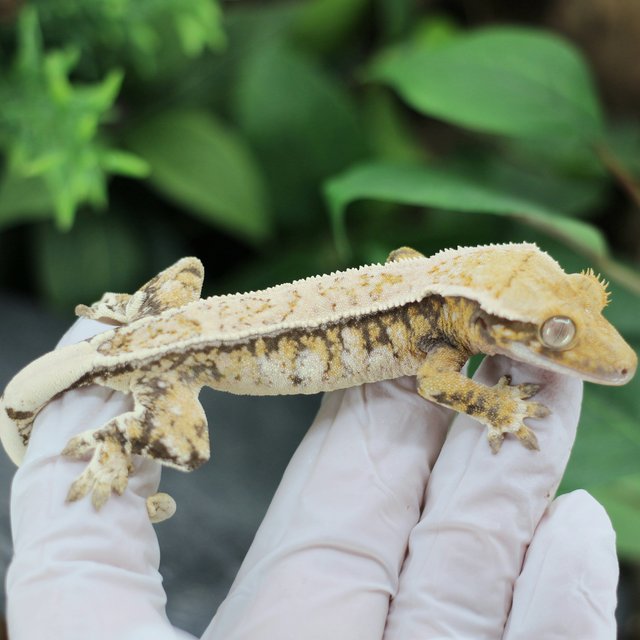 노멀 핀스트라이프 트라이 익스트림할리퀸 드리피