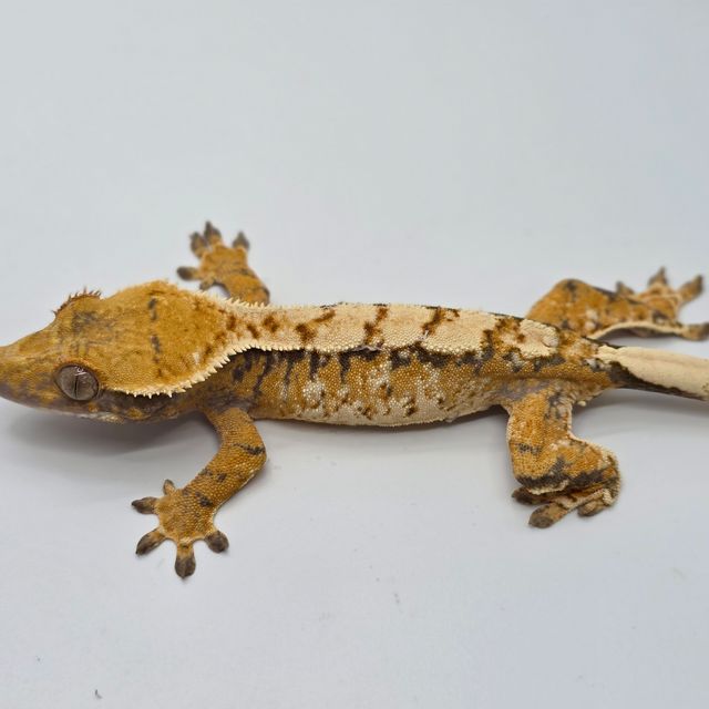 트라이 익스트림할리퀸